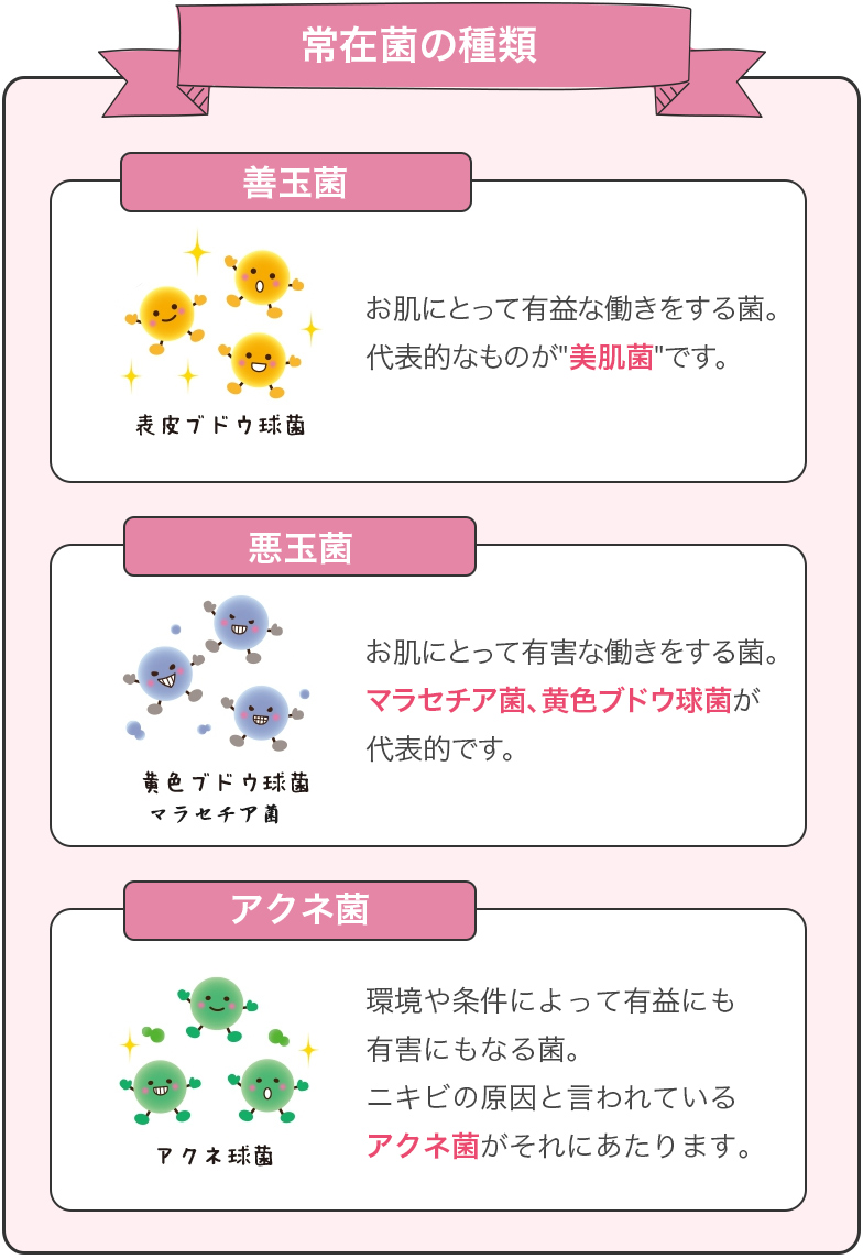 3種類の菌の詳細
